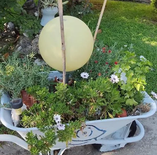 Cactus *